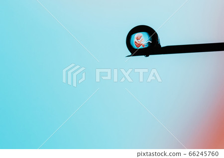 A human embryo on the tip of a needle. Artificial insemination. Test tube baby, IVF. 66245760