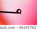 A human embryo on the tip of a needle. Artificial insemination. A human embryo on the tip of a needle. Artificial insemination. 66245762