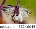 Detail of a flower of a Gynura aurantiaca, a purple plant, which gives off an unpleasant smell. 66246046