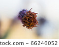 Detail of a flower of a Gynura aurantiaca, a purple plant, which gives off an unpleasant smell. 66246052