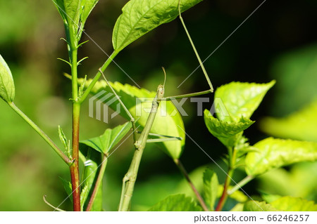 Green stick insect, becoming a hibiscus 66246257