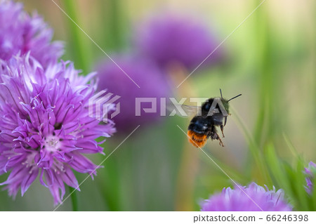 Bumblebee collecting nectar from chives plant Bumblebee collecting nectar from chives plant 66246398