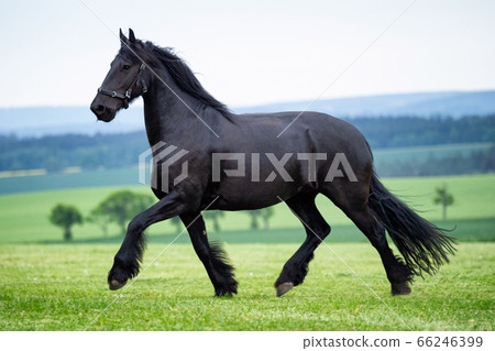 Running gallop black Friesian horse Running gallop black Friesian horse 66246399