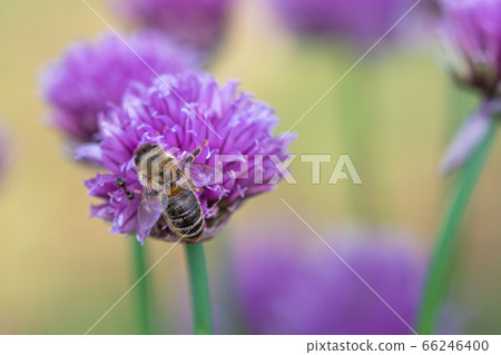 Honey bee collecting nectar from chives plant Honey bee collecting nectar from chives plant 66246400