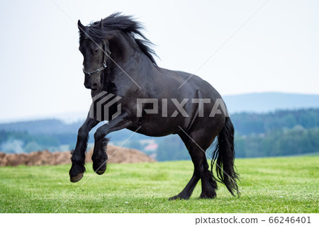 Black Friesian horse running in field Black Friesian horse running in field 66246401