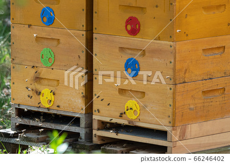 Close up of flying bees. Wooden beehive and bees. Close up of flying bees. Wooden beehive and bees. 66246402