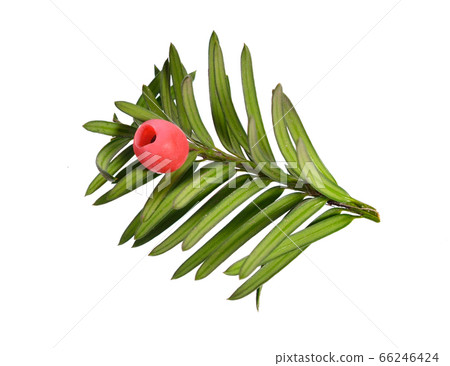 Taxus baccata known as yew, English yew or 66246424