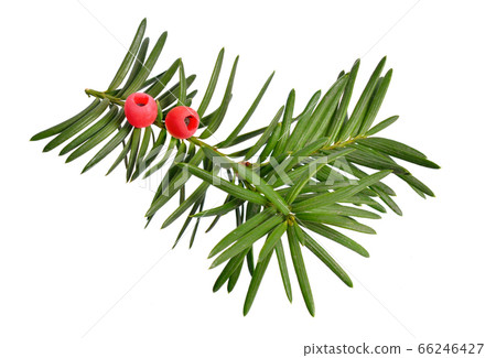 Taxus baccata known as yew, English yew or 66246427