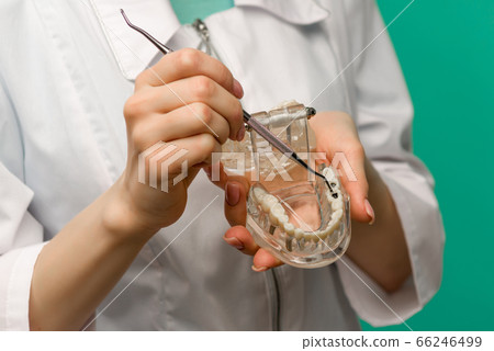 Woman dentist showing on a jaw model oral checkup 66246499