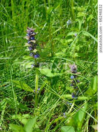 Ajuga reptans or bugle, blue bugle bugleherb, Ajuga reptans or bugle, blue bugle bugleherb, 66246832