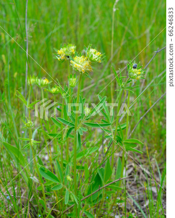 Yellow Flowers Anthyllis vulneraria on meadow. Yellow Flowers Anthyllis vulneraria on meadow. 66246833