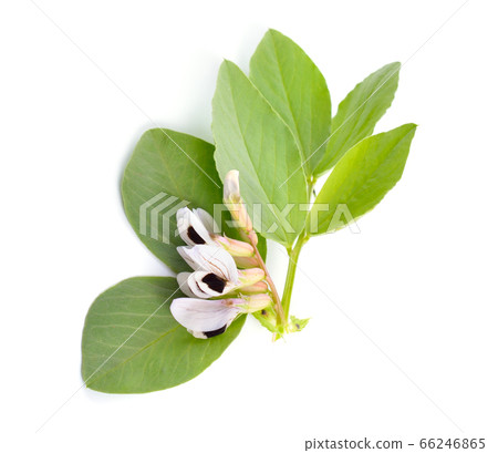 Vicia faba broad bean, fava bean, or faba bean, 66246865