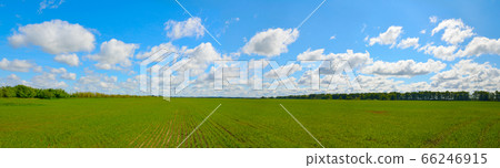 Field with wheat sprouts. Beautiful cloudy sky Field with wheat sprouts. Beautiful cloudy sky 66246915