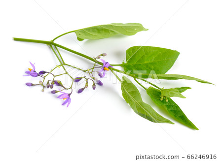 Solanum dulcamara, bittersweet, bittersweet 66246916