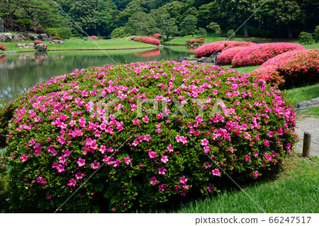 Sixkyuen's vivid pink salmon flowers Sixkyuen's vivid pink salmon flowers 66247517