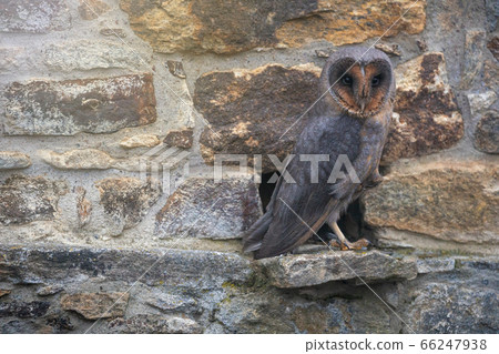 Dark form of barn owl is sitting on the stone 66247938