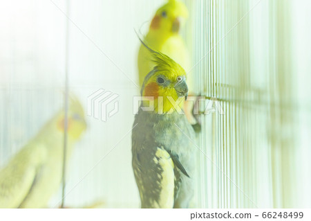 Black with yellow head parrot Corella 66248499