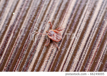 A dangerous parasite and infection carrier mite A dangerous parasite and infection carrier mite 66249095