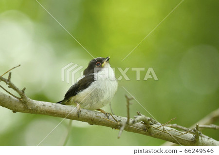 Young long-tailed moth on green background Young long-tailed moth on green background 66249546