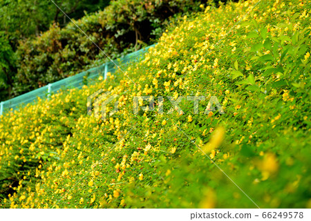 Golden thread plum blossoms Golden thread plum blossoms 66249578
