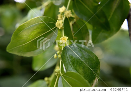 棗花 照片素材 圖片 圖庫