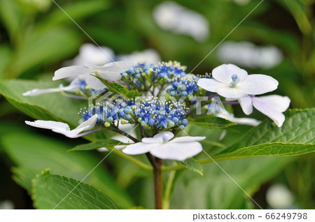 Gaku hydrangea flower Gaku hydrangea flower 66249798