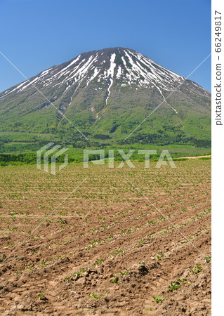 初夏,在北海道留壽都村,我們拍攝了白雪皚皚的鹽亭山和剛剛移植的甜菜田的景色。 初夏,在北海道留壽都村,我們拍攝了白雪皚皚的鹽亭山和剛剛移植的甜菜田的景色。 66249817