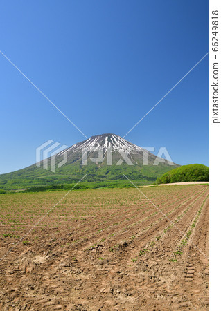 初夏，在北海道留壽都村，我們拍攝了白雪皚皚的鹽亭山和剛剛移植的甜菜田的景色。 66249818