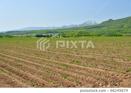 拍攝初夏剛在北海道留壽都村移植的甜菜田的風景 拍攝初夏剛在北海道留壽都村移植的甜菜田的風景 66249874