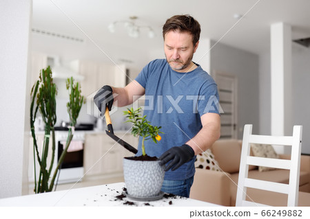 Man transplanting a houseplant calamondin into new pot Man transplanting a houseplant calamondin into new pot 66249882