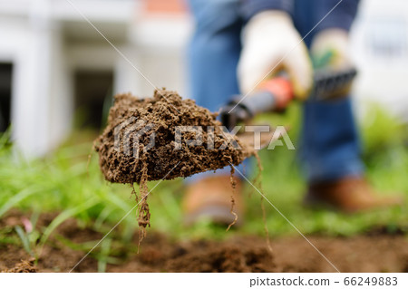 Man diging holes a shovel for planting juniper Man diging holes a shovel for planting juniper 66249883