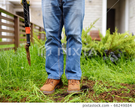 Man diging holes a shovel for planting juniper Man diging holes a shovel for planting juniper 66249884