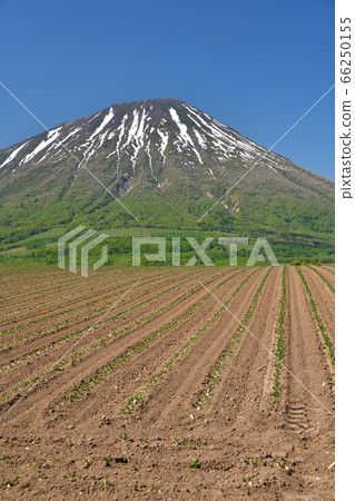 初夏，在北海道留壽都村，我們拍攝了白雪皚皚的鹽亭山和剛剛移植的甜菜田的景色。 66250155