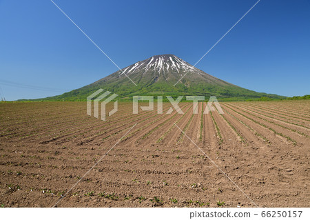 初夏,在北海道留壽都村,我們拍攝了白雪皚皚的鹽亭山和剛剛移植的甜菜田的景色。 初夏,在北海道留壽都村,我們拍攝了白雪皚皚的鹽亭山和剛剛移植的甜菜田的景色。 66250157