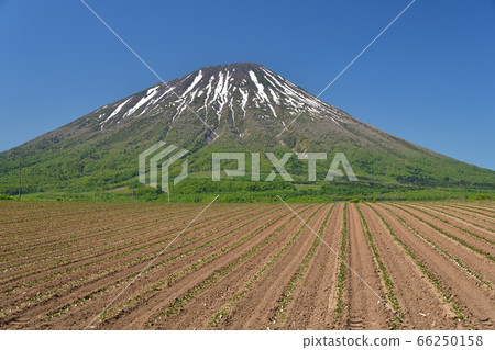 初夏,在北海道留壽都村,我們拍攝了白雪皚皚的鹽亭山和剛剛移植的甜菜田的景色。 初夏,在北海道留壽都村,我們拍攝了白雪皚皚的鹽亭山和剛剛移植的甜菜田的景色。 66250158