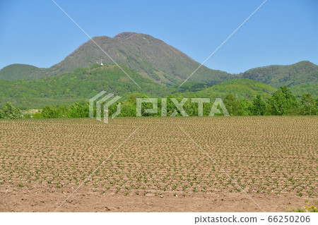拍攝初夏在北海道留壽都村被移植的白甜菜田的照片 拍攝初夏在北海道留壽都村被移植的白甜菜田的照片 66250206