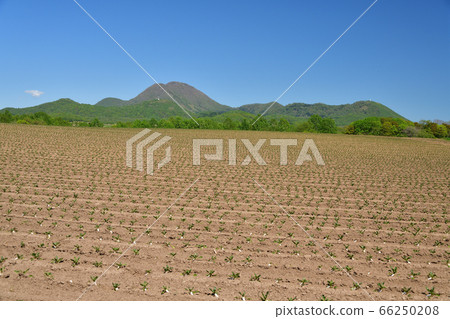 拍攝初夏在北海道留壽都村被移植的白甜菜田的照片 拍攝初夏在北海道留壽都村被移植的白甜菜田的照片 66250208