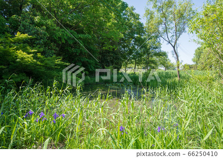 Hotaru no Sato Spring Reservoir Kitamoto City Firefly no Sato Rebuilding 66250410