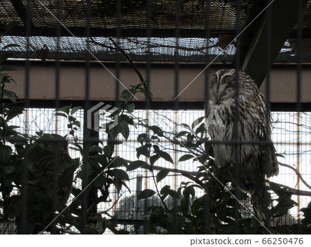 Hound Owl Hound Owl 66250476