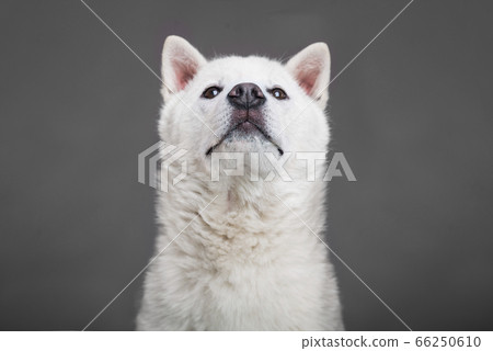 Kishu Inu white japanese beautiful dog middle size 66250610
