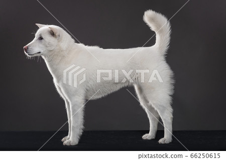 Kishu Inu white japanese beautiful dog middle size Kishu Inu white japanese beautiful dog middle size 66250615
