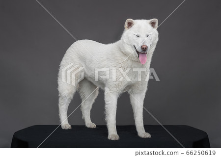 Kishu Inu white japanese beautiful dog middle size 66250619