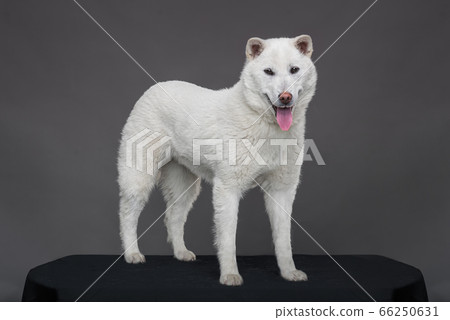 Kishu Inu white japanese beautiful dog middle size Kishu Inu white japanese beautiful dog middle size 66250631
