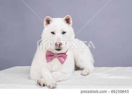 Kishu Inu white japanese beautiful dog middle size Kishu Inu white japanese beautiful dog middle size 66250643