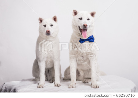 Kishu Inu white japanese beautiful dog middle size Kishu Inu white japanese beautiful dog middle size 66250710