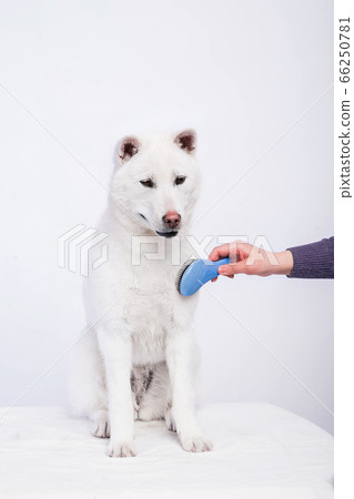 Kishu Inu white japanese beautiful dog middle size 66250781