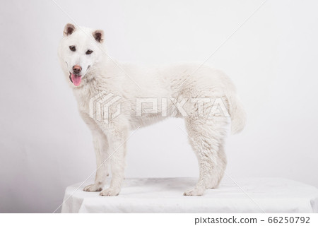 Kishu Inu white japanese beautiful dog middle size Kishu Inu white japanese beautiful dog middle size 66250792