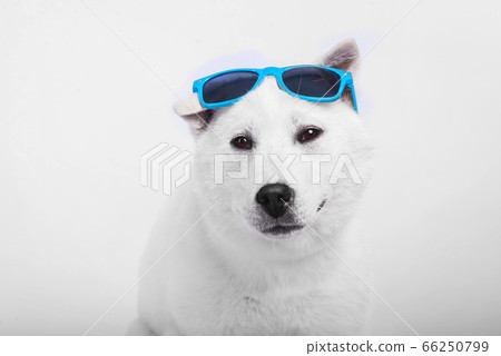 Kishu Inu white japanese beautiful dog middle size 66250799