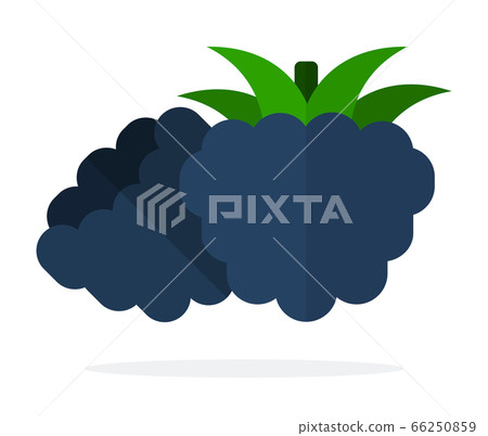 Blackberry berries with leaves vector flat isolated Blackberry berries with leaves vector flat isolated 66250859