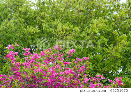 桃紅色杜娟花開花與新綠色作為背景 66251070